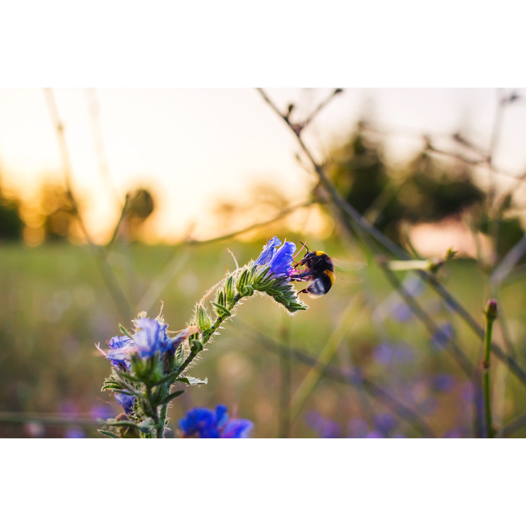 Hummel - Leinwandbild