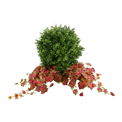 Outdoor Boxwood Topiary Drop-In with Ivy