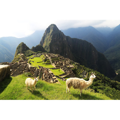 " Llama At Peru " by Padchas