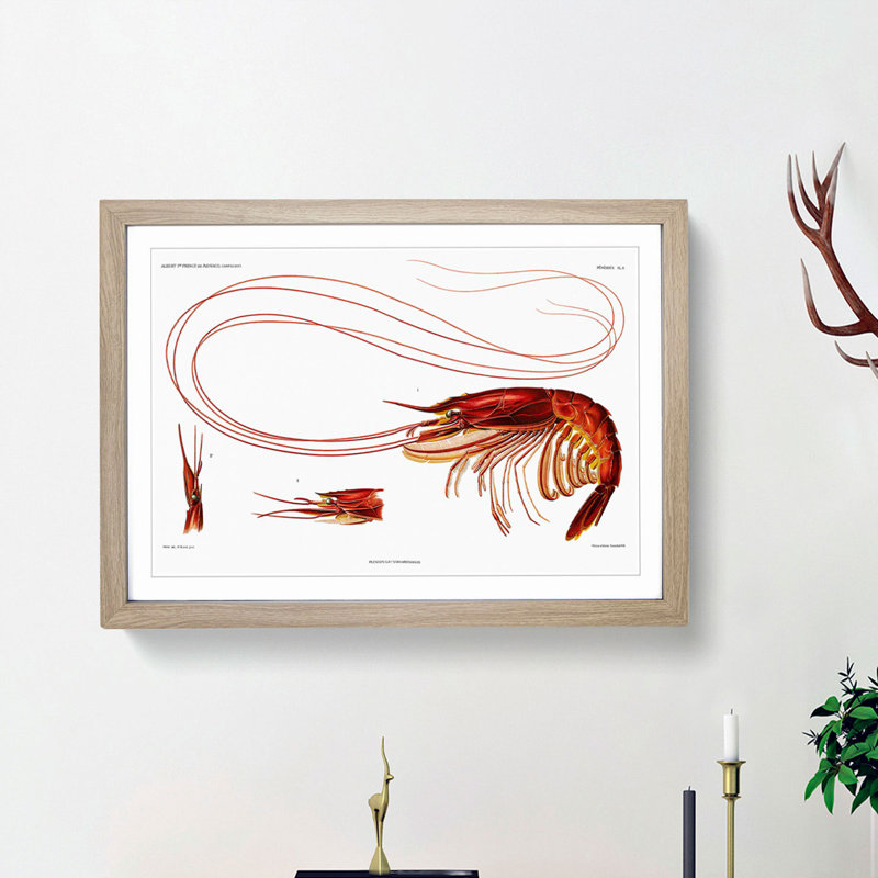 Shrimp Illustration by Albert I - Picture Frame Painting Print, 27cm H x 36cm W x 2cm D, Oak Framed
