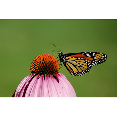 «Gardunio», monarque papillon sur toile par Esjessi