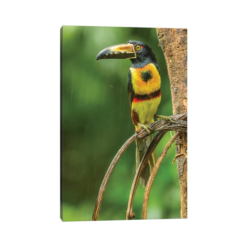 Costa Rica, La Selva Biological Research Station. Collared Aricari on Limb. 1 Piece Wrapped Canvas Wall Art