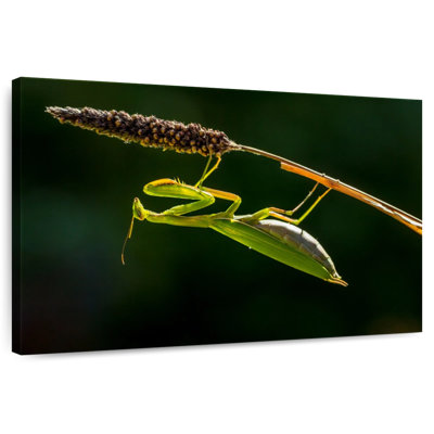 Hanging Praying Mantis
