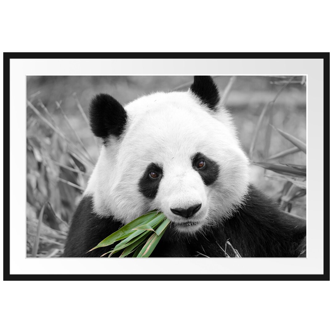 Gerahmtes Poster Kuscheliger Panda frisst Bambus