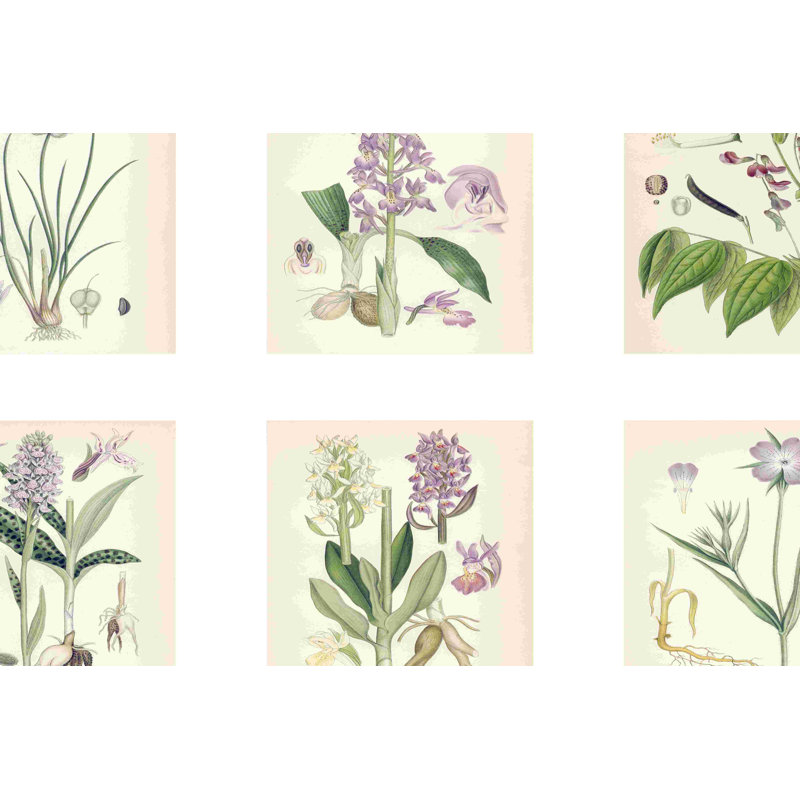 Mauve Botanicals, H 8 po x l 12 po