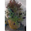 Vazquez Fibreglass Cachepot-14486269
