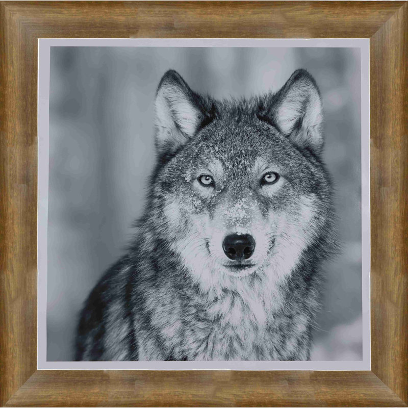 Portrait de loup encadré en noir et blanc
