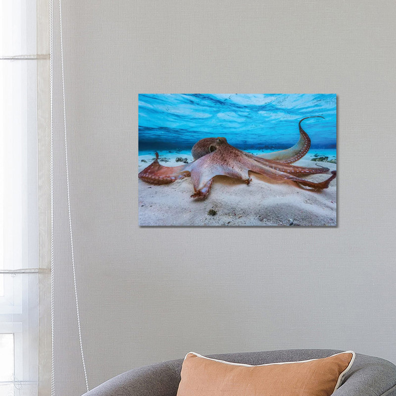 Octopus by Barathieu Gabriel - Print on Canvas, 45.72cm H x 66.04cm W x 3.81cm D, Wrapped Canvas