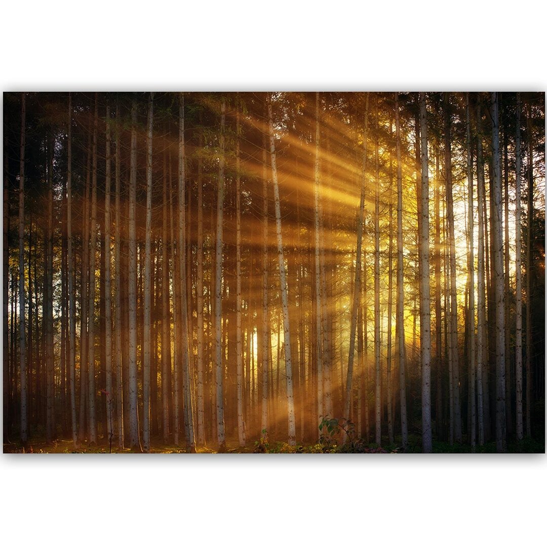 Leinwandbild Die Sonnenstrahlen im dichten Wald