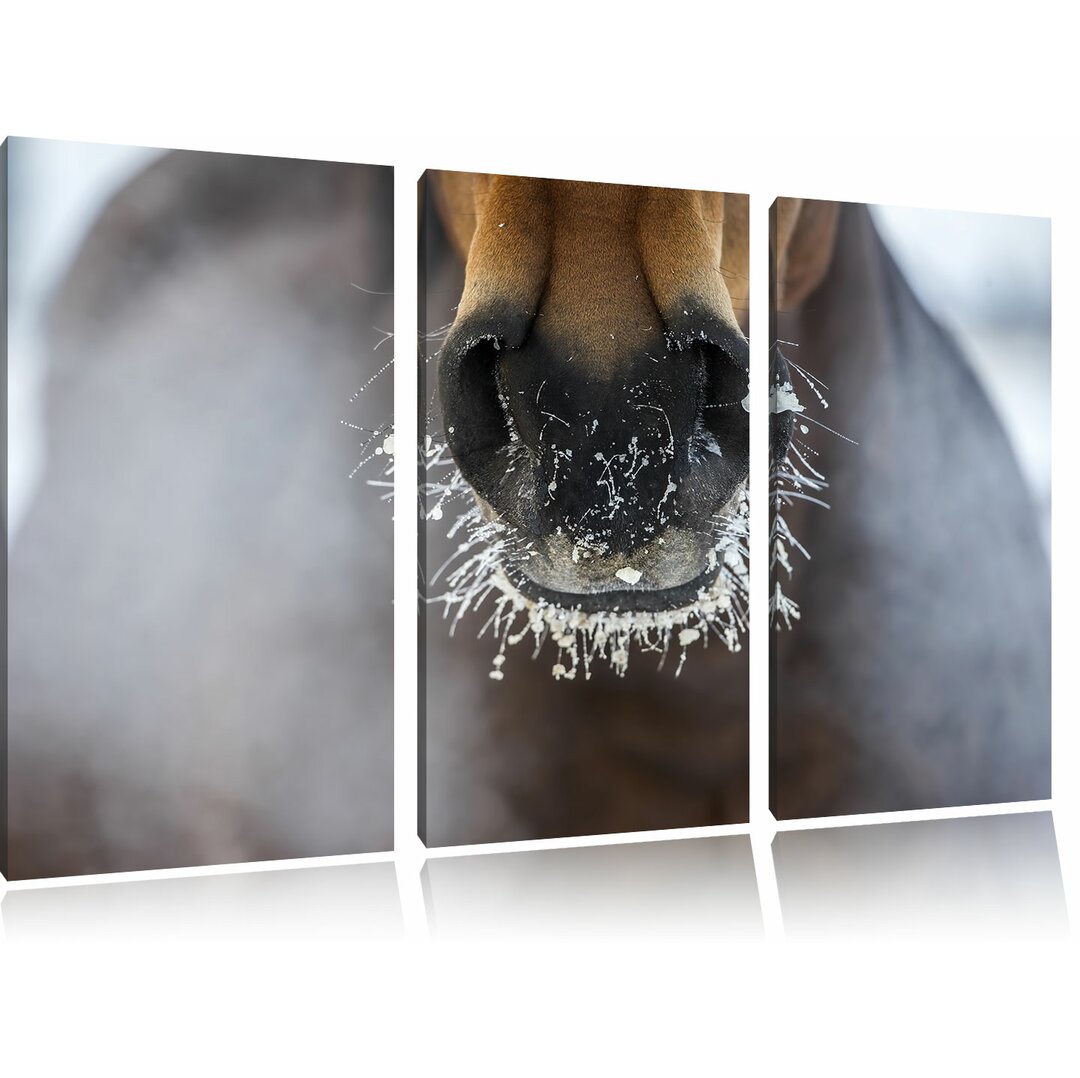 3-tlg. Leinwandbilder-Set Pferdeschnauze mit Eisflocken, Fotodruck