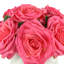 Roses Arranged in a Wavy Glass Vase
