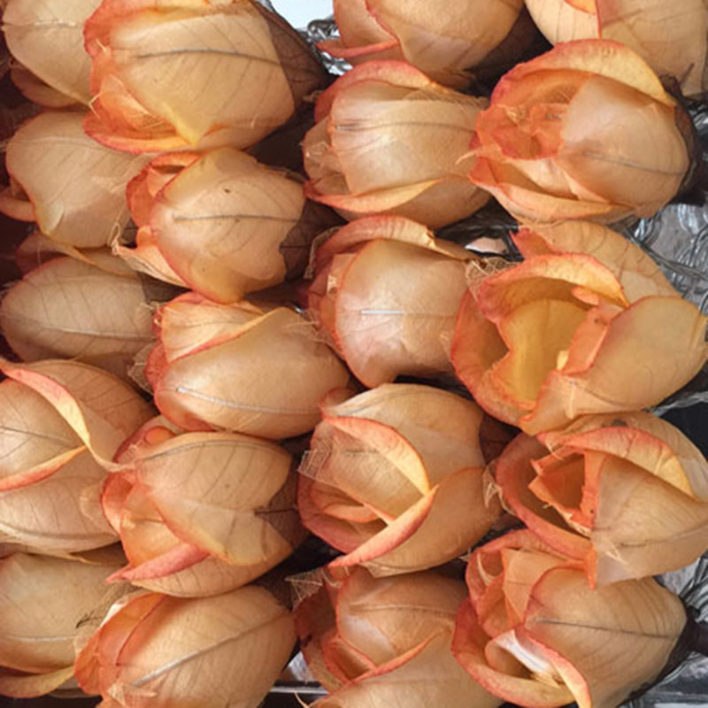 Vold LED Handmade Paper Roses String Light, Golden Peach