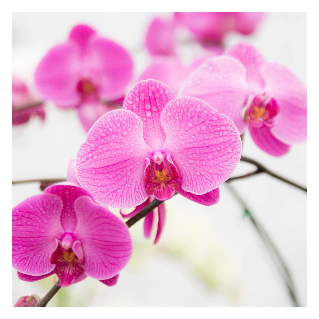 Matt Fototapete Nahaufnahme Orchidee 1,92 m x 192 cm