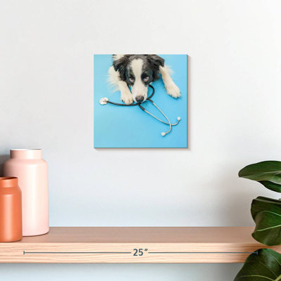 Brampt Dog Doctor