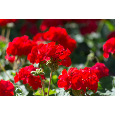 Red Geranium Flowers In Sunny Garden Close Up - Wrapped Canvas Print