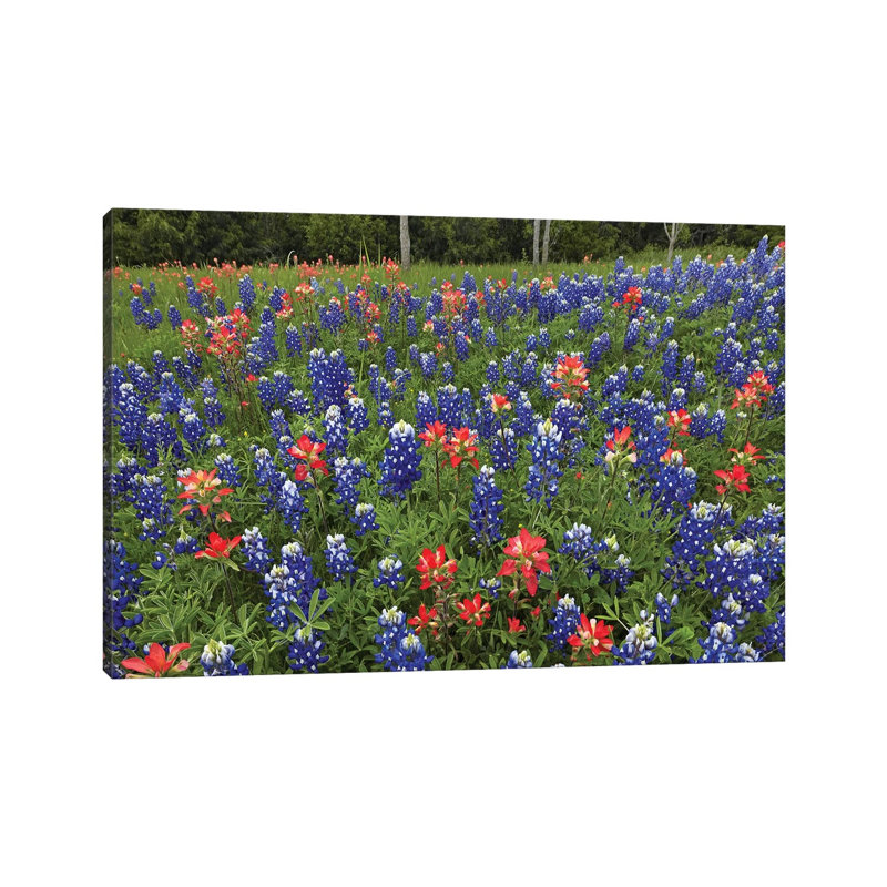 Bluebonnet And Paintbrush Meadow, Cedar Hill State Park, Texas by Tim Fitzharris - Wrapped Canvas Print
