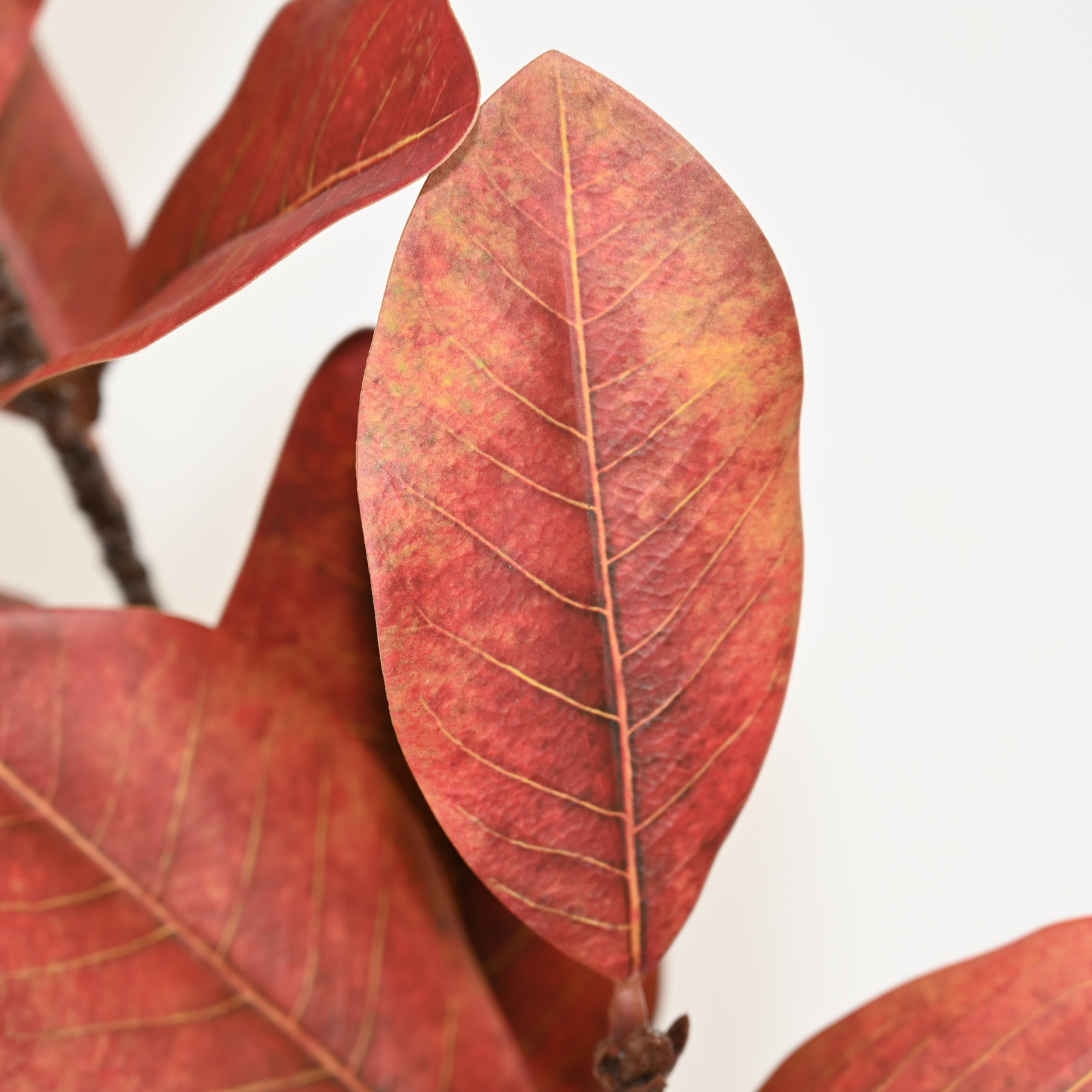 Magnolia Leaf Stems, Orange