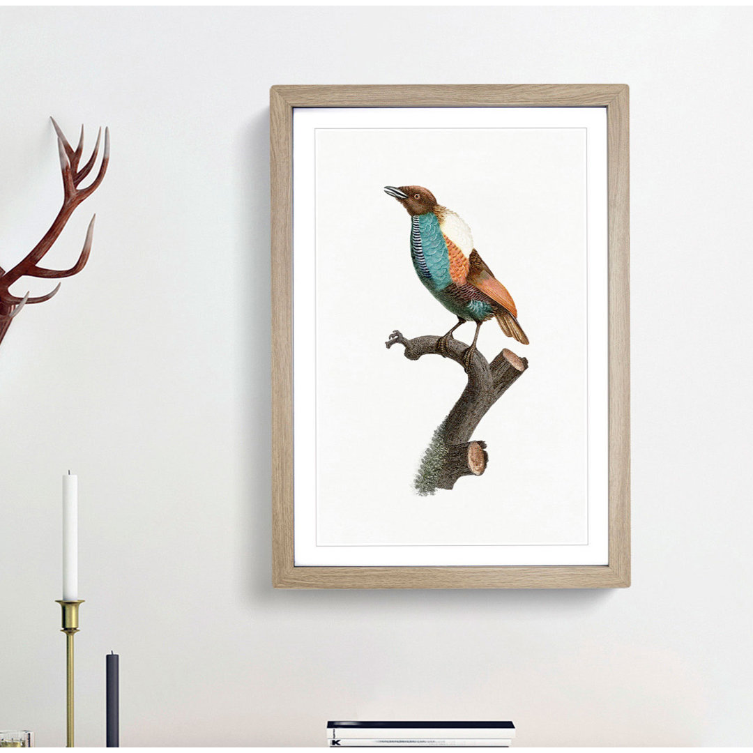 Magnificent Bird of Paradise by Jacques Barraband - Framed Print