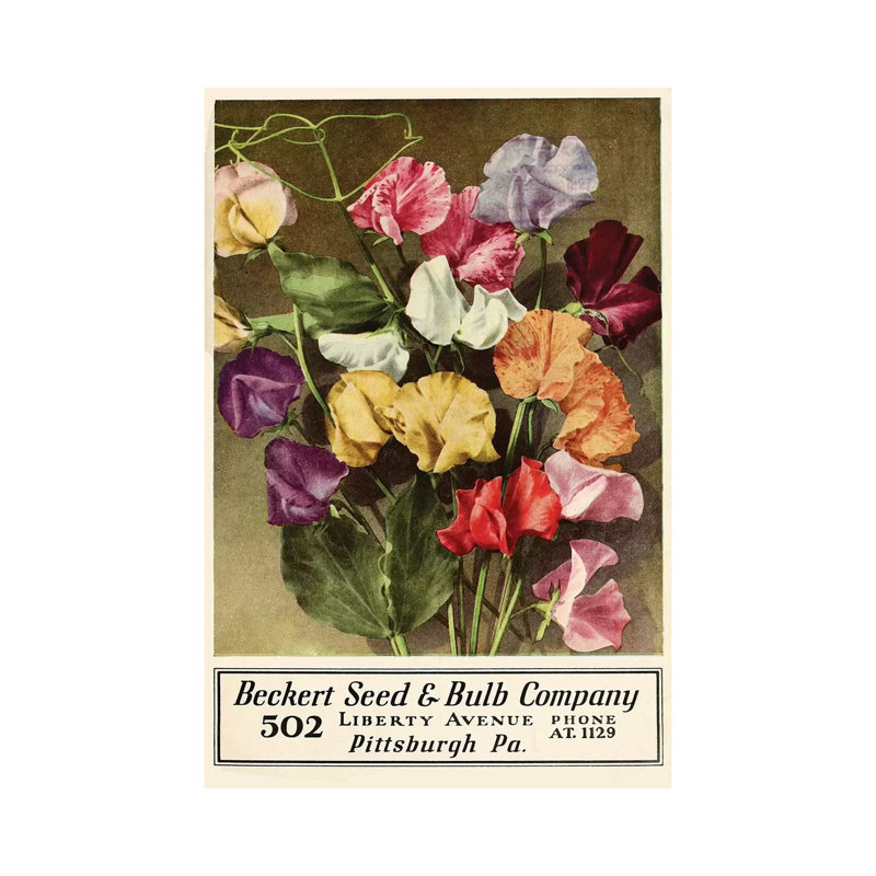 Beckert Seed and Bulb Company 1 Piece Wrapped Canvas Wall Art, 30.48 cm H x 45.72 cm W