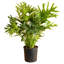 Selloum in Nursery Pot