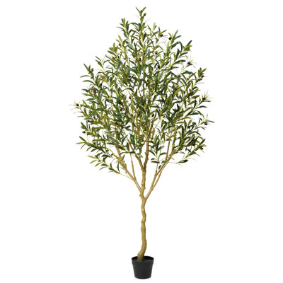Adcock 72" Olive Tree in Pot