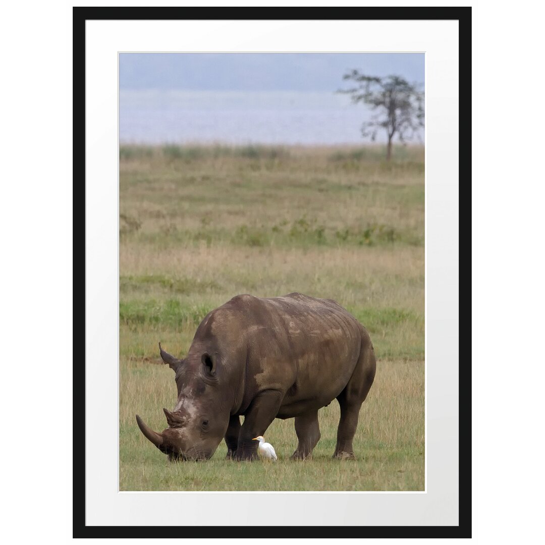 Gerahmtes Poster Großes Nashorn beim Fressen