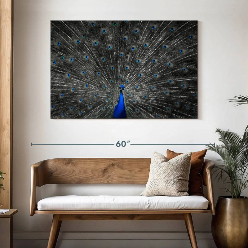 Plume de paon bleu Crowle, H 32 po x l 48 po