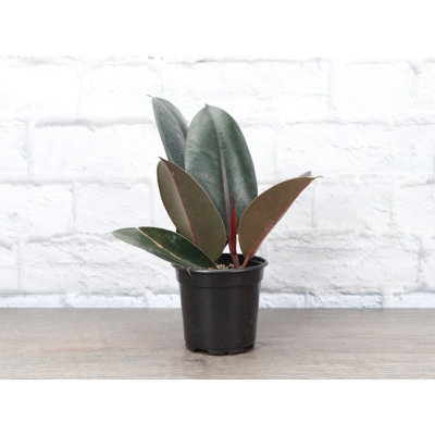 Live Burgundy Rubber Plant