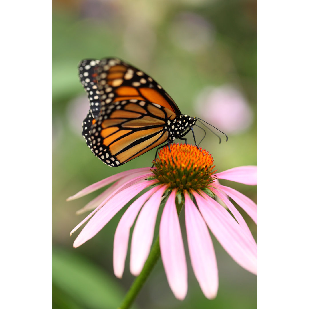 Monarch Schmetterling von Lewkmiller - Kunstdrucke auf Leinwand