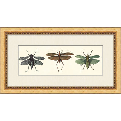 Specimen Trio 2 Print by Lillian August