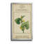 Linnaean Botany V - peinture sur toile encadrée-1000311551-1000311546