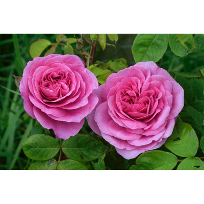 «Gertrude Jekyll» par Stevenson21 - photographie sur toile tendue