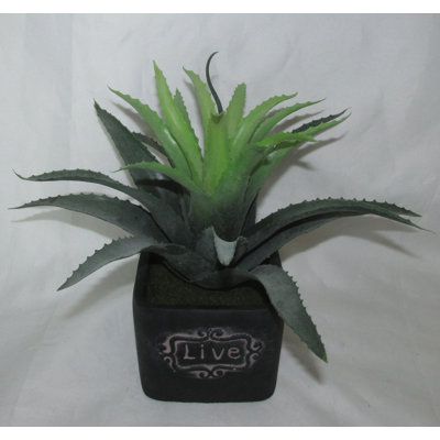 Plante succulent en pot