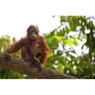 " Borneo Orangutan " by Kjorgen