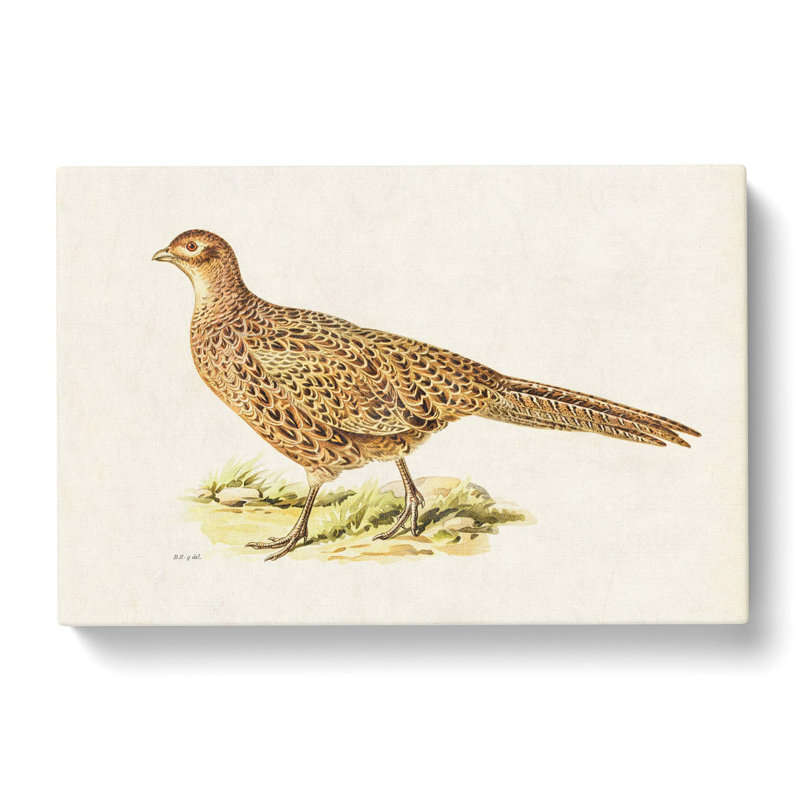 Pheasant by Von Wright - Wrapped Canvas, 35cm H x 50cm W x 3cm D