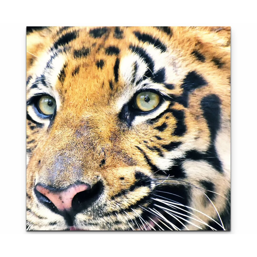 Leinwandbild Tiger - Portrait