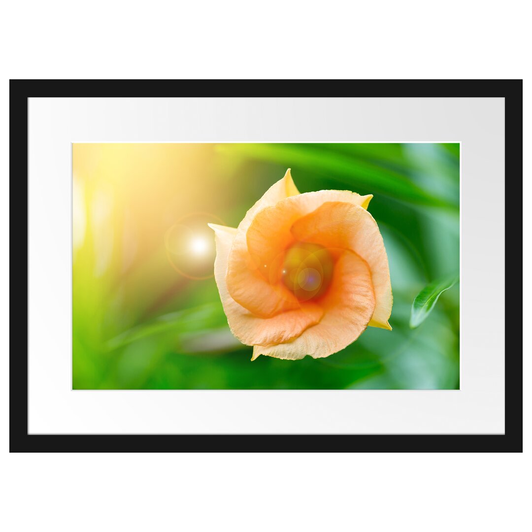 Gerahmtes Poster Orange Blume im Sonnenlicht