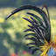 Statue de coq Auris