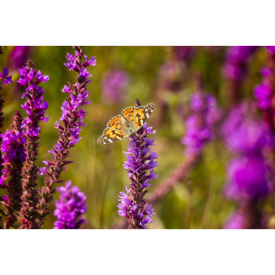 Lady Butterfly von Birdsonline - Drucken