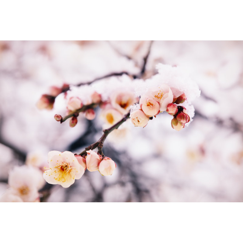 Japanese Plum Buds by Antares71 - Wrapped Canvas Print, 30cm H x 46cm W