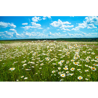 Parc Blossoming Meadow 1 Piece Wrapped Canvas Wall Art