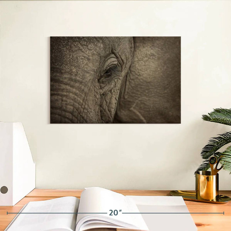 Oeil d'éléphant d'Afrique Brampt, H 8 po x l 12 po