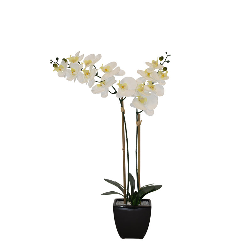 Orchidées florales en pot, Noir, Orchidée blanche