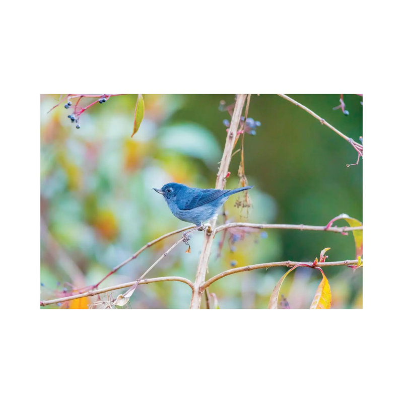 Central America, Costa Rica. Male Slaty Flowerpiercer. by Jaynes Gallery - Wrapped Canvas Gallery-Wrapped Canvas Giclée