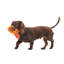 Best Of Bark Box Accessories