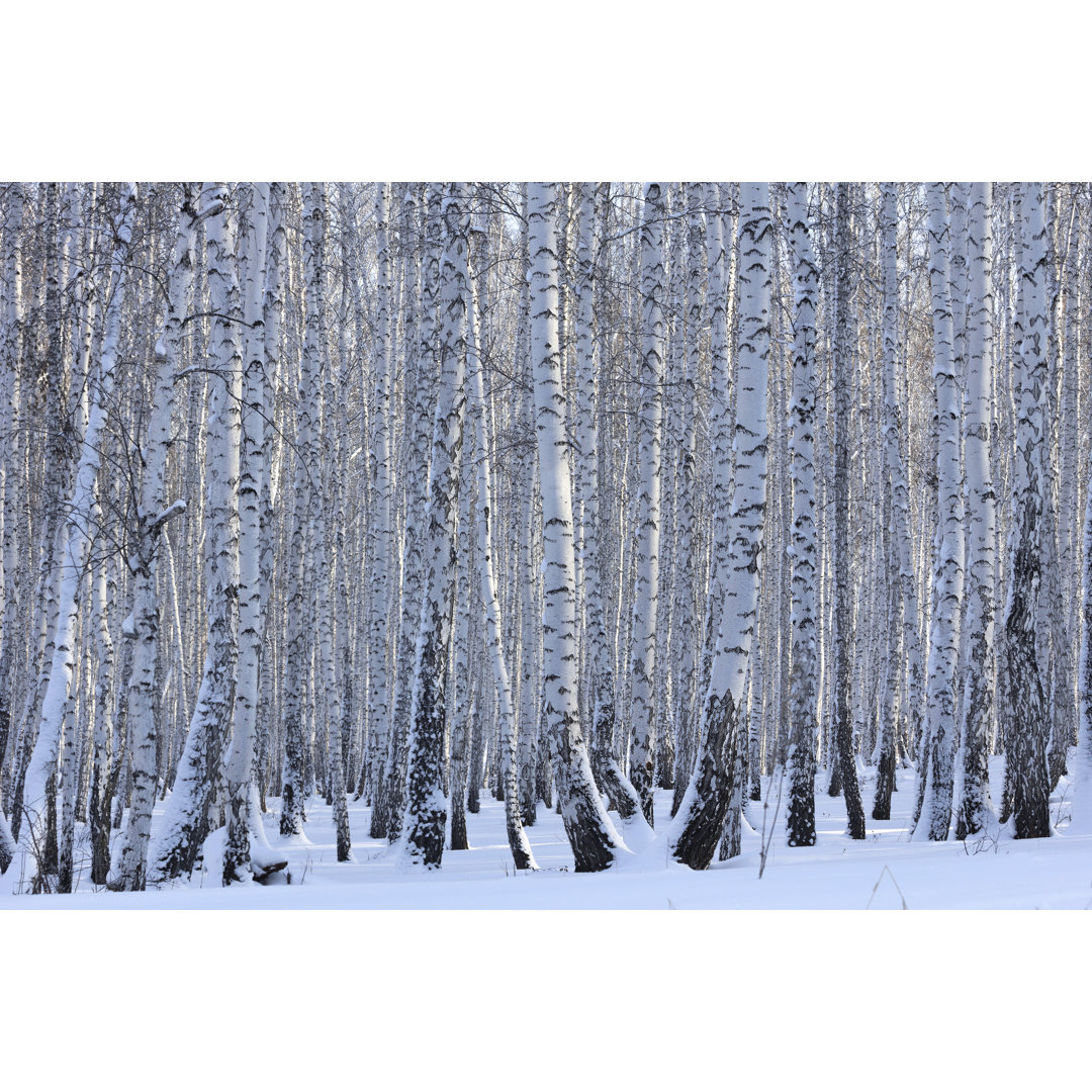 Winterbirkenwald - Leinwandbild