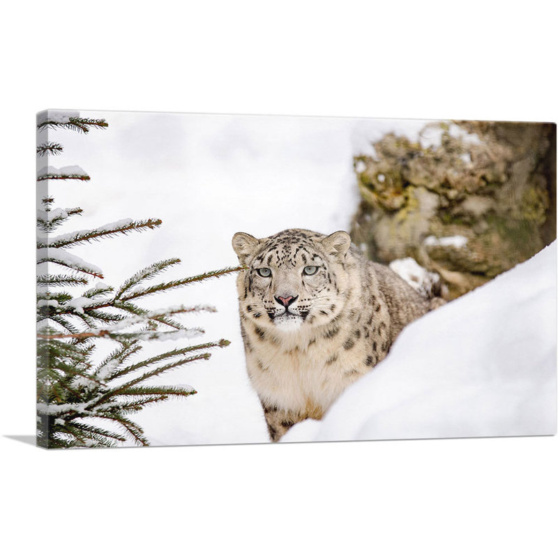Snow Leopard - reproduction de photo sur toile tendue, H 26 po x l 40 po x P 0,75 po
