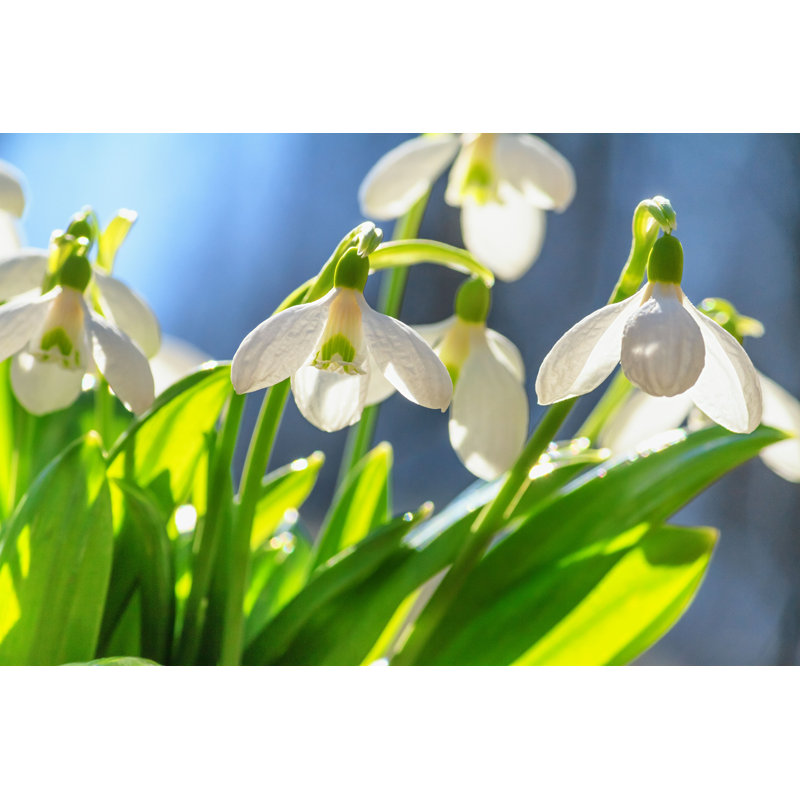«Galanthus Nivalis, Common Snowdrop» par Rustamank - reproduction, L 12 po x H 8 po