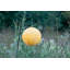 Lanterne solaire 12 po Stella Monstera-108587237