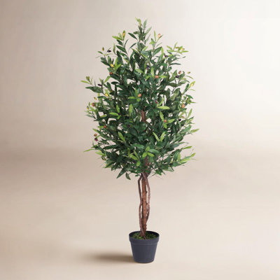 Olive Tree in Pot